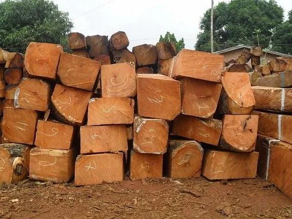 Grumes de bois ENVIBUCHES